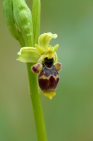 /album/le-ophrys-del-gargano/s-marco-in-lamis-1-6-13-matteo-perilli-ophrys-conradiae-jpg1/